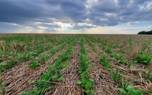 Supporters of conservation practices, such as cover crops, are hoping to convince more farmers to incorporate them into their operations as market challenges persist. (Adobe Stock)
