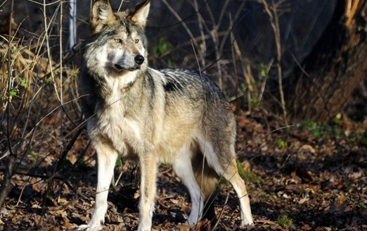 The Mexican gray wolf is one of several endangered species that would have its habitat reduced and fragmented if the U.S.-Mexico border wall is completed. (Roni/Adobe Stock)<br /><br /><br /><br /><br /><br /><br /><br />