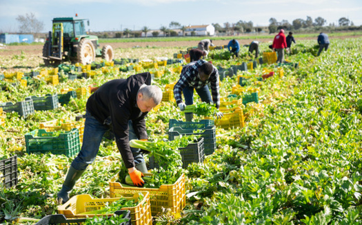 The COVID pandemic has raised public awareness of the essential role that undocumented workers play in the U.S. agricultural industry. (JackF/Adobe Stock)