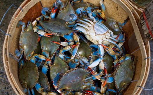 The crab industry in Virginia has been hit hard by restaurant shutdowns during the pandemic. (Adobe Stock)<br /><br />