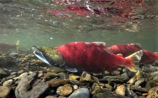 Only 14 salmon born in central Idaho's Redfish Lake returned from the ocean last year. (U.S. Fish and Wildlife Service)