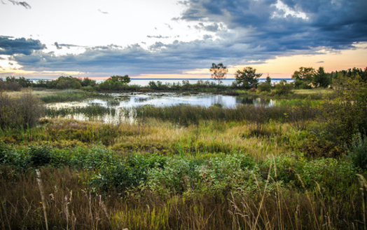 A single acre of wetland can store up to 1.5 million gallons of floodwater. (ehrlif/Adobe Stock)