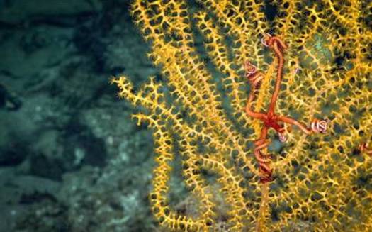 The Northeast Canyons and Seamounts Marine National Monument is one of only five marine national monuments in U.S. waters. (NOAA Office of Ocean Exploration and Research)