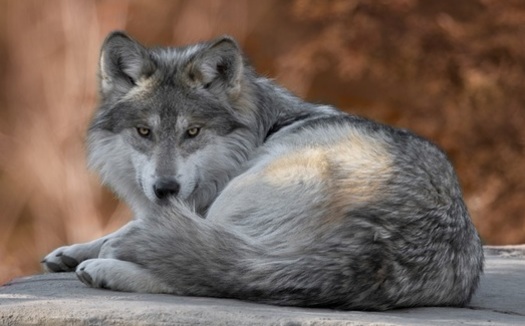 The rare Mexican gray wolf is protected in all states by the Endangered Species Act, except in parts of northeastern Utah, where it has been delisted. (gnagel/AdobeStock)