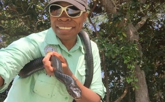 Josephine Spearman, education coordinator for the Guana Tolomato Matanzas National Estuarine Research Reserve near Jacksonville, Florida, holds Indy, an eastern indigo snake, while filming an educational video for teachers and students to use during the COVID-19 quarantine. (Guana Tolomato Matanzas NERR)
