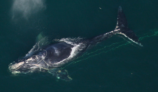 People who catch lobster for a living have opposed tighter regulations on fishing gear, even though some of the gear jeopardizes critically endangered North Atlantic right whales. (NOAA)