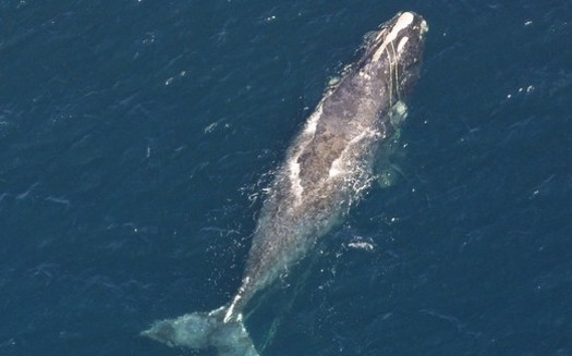 Whales can become entangled in fishing gear that hangs from the ocean surface to the seabed.(NOAA)