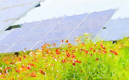 To benefit pollinators, the Giant Co.'s new solar farm has been seeded with flowering plants throughout the site. (Center for Pollinators in Energy)