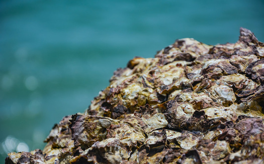 Federal funding for coastal resilience could help restore the oyster reefs that once protected New York shoreline. (kidsasarin/Adobe Stock)