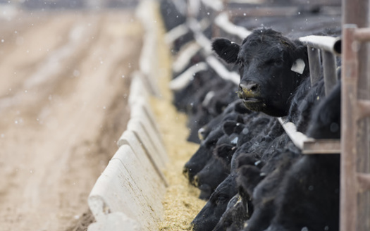 An analysis of data from the 2017 USDA Census of Agriculture estimates that 99% of U.S. farm animals are located on factory farms. (Adobe Stock)
