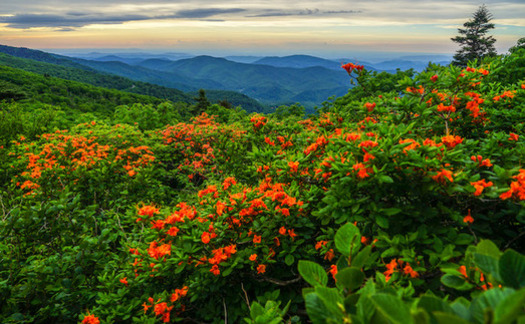 The Roan Highlands in North Carolina is a conservation focus area of the Southern Appalachian Highlands Conservancy. (Travis Bordley)