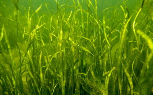 A new House bill could provide funding to help restore the Chesapeake Bay's extreme seagrass loss over the past year. (Chesapeake Bay Program)<br /><br /><br />