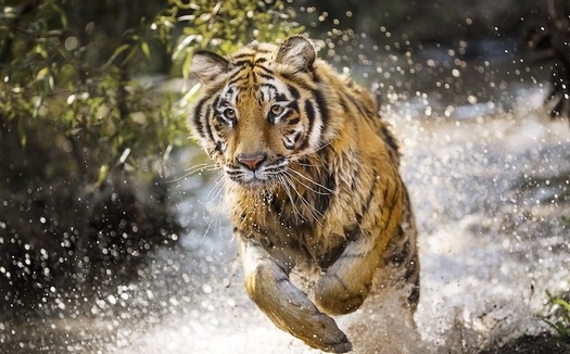 Project CAT is conserving nearly six million acres of tiger habitat in three countries. (Discovery, Inc. 2018)