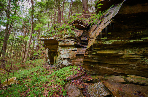 Of 372 plant species that Kentucky lists as endangered, threatened or of special concern, 206 are conserved in state nature preserves and natural areas. (Adobe Stock)<br />