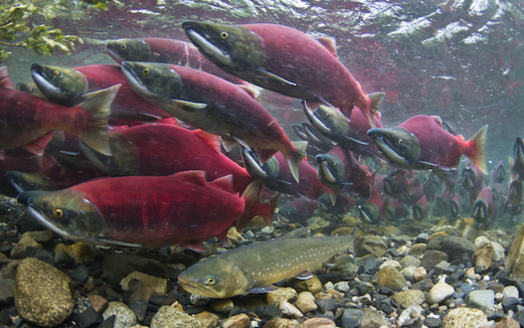 The sockeye salmon runs of Bristol Bay, Alaska, are world-renowned. (BB Armstrong/The Nature Conservancy)