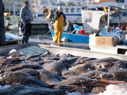 Catches of key fish stocks off the North Carolina coast have decreased by 75% or more depending on species. (Adobe Stock)