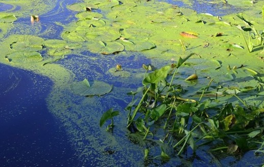 Colorado's headwaters, alpine and urban lakes are experiencing increased outbreaks of toxic algae, and wildlife decline. (Eyeimage/Pixabay)