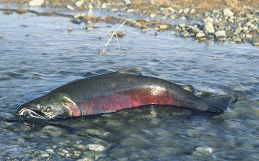 Salmon species are struggling to return to their Idaho breeding grounds because of overly hot water in rivers of the Columbia River Basin. (Bureau of Land Management/Flickr)
