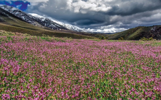 Wildflowers bloom in the valley of the Tobin Range Wilderness Study Area, which would become the Grandfathers' Wilderness after the bill is signed into law. (Kurt Kuznick)