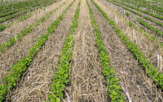 According to the USDA, there was a nearly 50% increase in cover-crop plantings between 2012 and 2017. Wisconsin researchers are gathering data on the effectiveness of these crops as more farmers adopt the practice. (Adobe Stock)