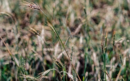 Rye is a popular cover crop in Indiana. (AdobeStock)