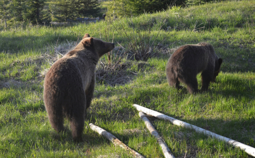 Grizzly bears were first protected by the Endangered Species Act in 1975. (Wikimedia Commons)