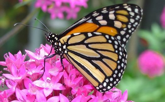 Los observadores de la mariposa monarca piensan que algunas mueren porque van dejando sus lugares de hibernadero muy pronto, por el cambio climtico, ante su fuente favorita de alimento, el algodoncillo, comience a florecer. (Pollinators/Pixabay)
