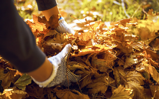 Allowing leaves to decompose naturally produces leaf mold, which improves soil structure and water retention. (maxbelchenko/Adobe Stock)
