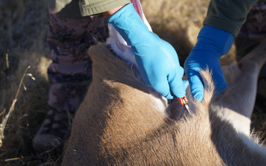 Over the past four years, North Dakota hunters have donated more than 7,000 pounds of deer and other wild game meat to food shelves across the state. (Adobe Stock)