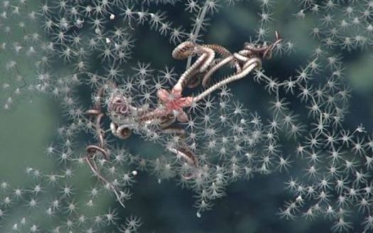 An octocoral (Metallogorgia sp.) and a commensal brittle star (Ophiocreas sp.) photographed at about 6,000 feet deep during a 2017 NOAA research cruise along the northern West Florida Escarpment in the Gulf of Mexico. (noaa.gov)