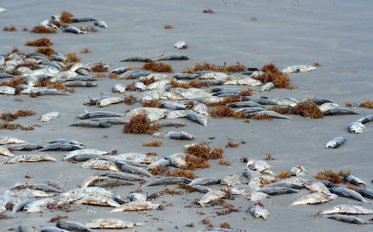 Algal blooms from nitrogen pollution kill fish, close beaches and endanger public health. (Brandon Seidel/Adobe Stock)