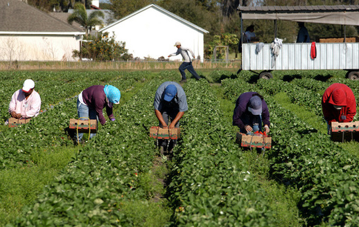 North Carolina is one of the largest users of the H-2A guest worker program, employing between 14,000 and 17,000 H-2A migrant workers annually. (Adobe Stock)