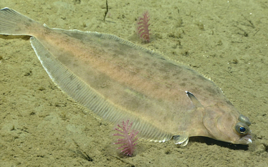 Flounder historically supported North Carolina's most valuable inshore commercial fishery, and remain a major recreational species. (NOAA/Wikimedia Commons)