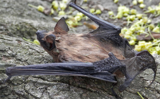 Bats are slow to reproduce, which makes it difficult to recover disturbed populations. (Ryan Hodnett/Flickr)
