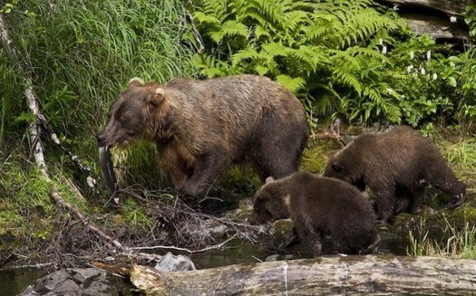 Brown bears on the Kenai peninsula in Alaska are an isolated and at-risk population. (Berkely Bedell/U.S. Fish and Wildlife Service)