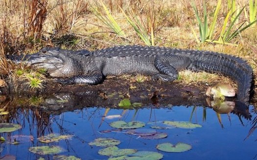 The Okefenokee Wildlife Refuge is the largest blackwater swamp in North America, and one of the 