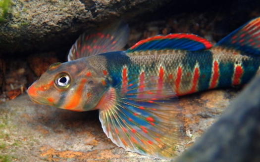 The candy darter is one endangered fish species that conservation groups want to protect from the effects of pipeline construction in Virginia and West Virginia. (Native Fish Coalition)<br /><br />