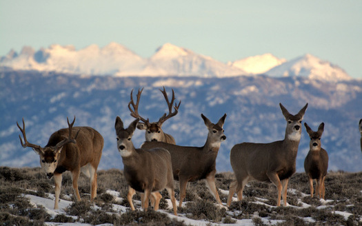 A 2019 poll by the National Wildlife Federation found nearly 85% of respondents in New Mexico said they'd like to see increased efforts to safeguard wildlife corridors. (dog.gov)