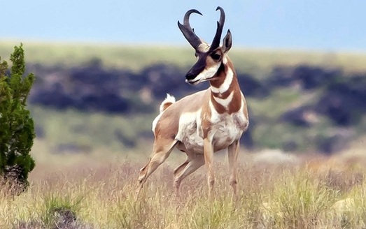 A new U.S. Geological Survey map charts the annual migration patterns of the pronghorn antelope and other big-game species across Arizona and other Western states. (Rod Gardner/Adobe stock)   