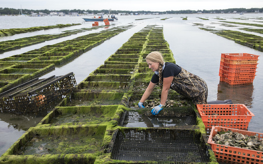 The program aims to support more than 100 shellfish companies and preserve more than 200 jobs. (Cavan Images/Adobe Stock)