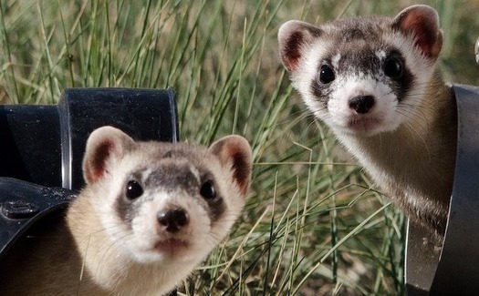 A new management plan released by the U.S. Forest Service would expand the shooting and poisoning of native prairie dogs, a critical food source for the endangered black-footed ferret. (Needpix)