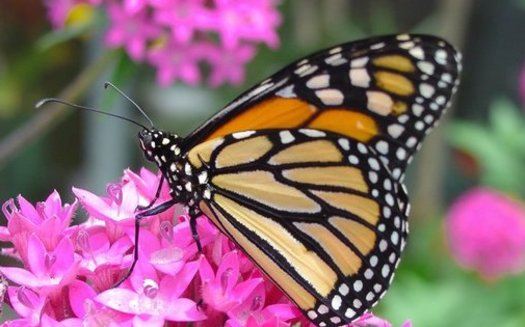 Los federales anunciaron el martes que la mariposa monarca no ser inscrita como amenazada bajo la Ley de Especies en Peligro (Endangered Species Act) por al menos unos aos ms, aunque su poblacin se ha derrumbado.