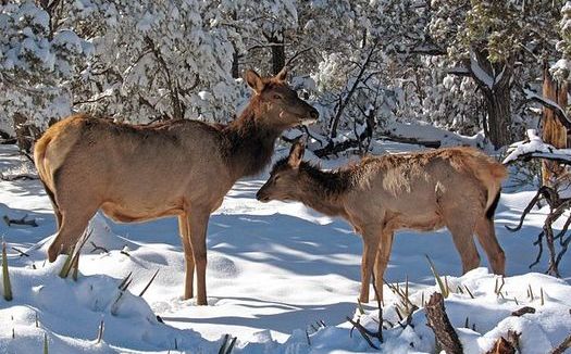 Wildlife advocates are concerned that drawing large numbers of elk to winter feedlots, where they are in close proximity for months at a time, could lead to outbreaks of chronic wasting disease. (NPS)