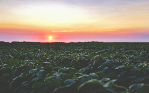 North Dakota farmers, especially those who grow soybeans, say they've been hammered by trade policy. But the union representing farmers in the state is hopeful Ag Secretary nominee Tom Vilsack will be able to establish a better environment, if approved. (Adobe Stock) 