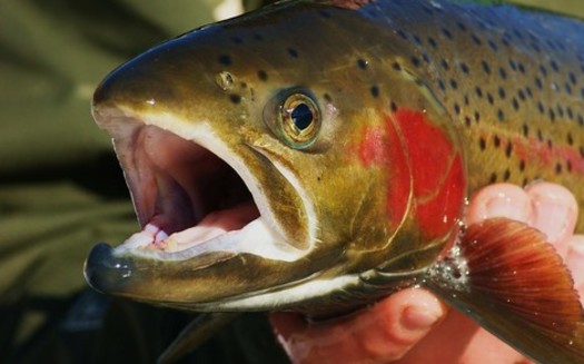 Last year, only 18 sockeye salmon returned to Redfish Lake, south of Stanley. (Ryndon Ricks/Flickr)