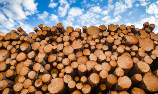 Most of the wood harvested in the United States is exported to Southeast Asia for furniture manufacturing. (Adobe Stock)