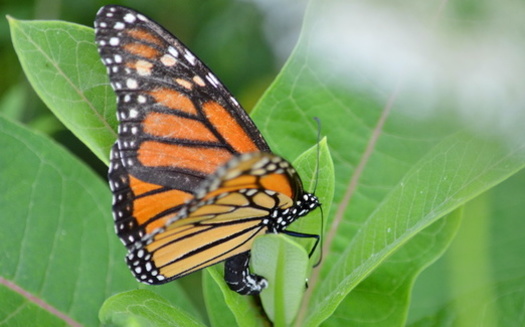 Monarch butterflies lay their eggs on milkweed, the sole source of food for their larvae. (Bob/Adobe Stock)