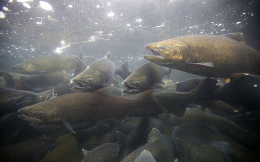 Some groups in the Northwest say four dams in southwest Washington need to come down in order to save the region's native salmon populations. (Ryan Hagerty/U.S. Fish and Wildlife Service)