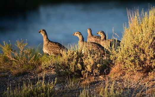 Sage grouse populations have continued to decline in Wyoming. The 2020 lek count of some 19,000 birds is less than half of the lek count of over 43,000 recorded just four years ago. (Picasa/Flickr)