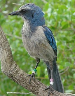 The Migratory Bird Treaty Act includes protection of birds such as the Florida scrub jay. (VvAndromedavV/Wikimedia)